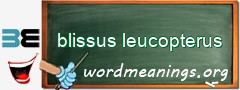 WordMeaning blackboard for blissus leucopterus